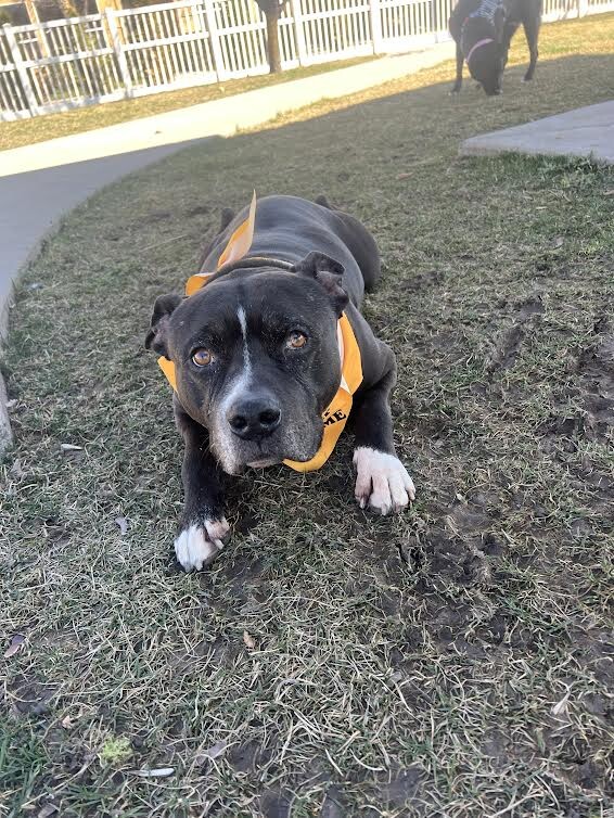 Picture of the Animal Listed